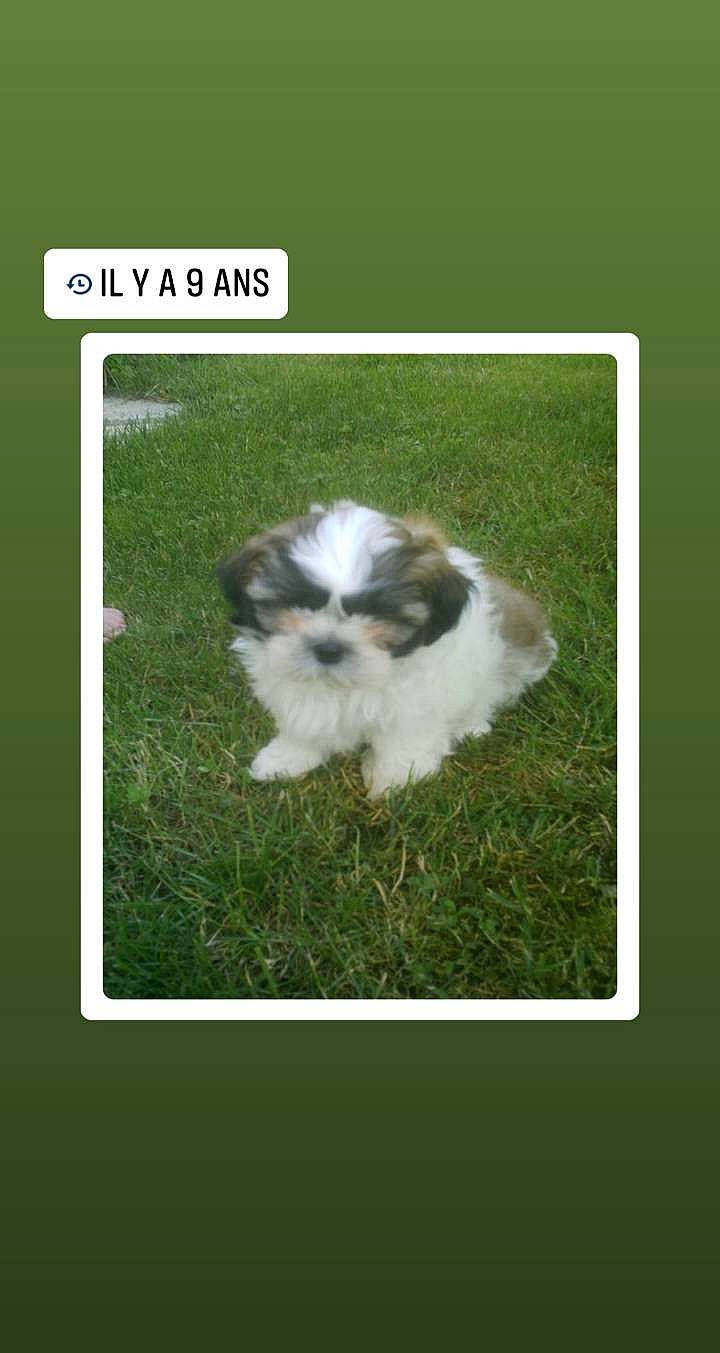 Floppy a rejoint le concours — aidez-le/la à gagner de superbes lots ! canidae, carnivore, cavachon, chinese_imperial_dog, companion_dog, dog, dog_breed, grass, havanese, kyi_leo, lhasa_apso, mal_shi, maltepoo, mammal, non_sporting_group, puppy, rare_breed_dog, shih_tzu, toy_dog