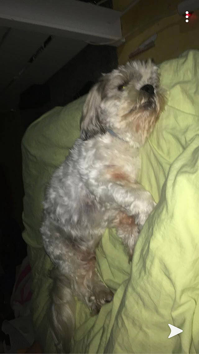 Floppy participe au concours pour gagner de l'argent avec cette photo : bolonka, canidae, carnivore, cockapoo, dog, dog_breed, dutch_smoushond, havanese, maltepoo, maltese, mammal, poodle_crossbreed, puppy, schnoodle, shih_poo, shih_tzu, sporting_lucas_terrier, terrier, toy_poodle, vertebrate