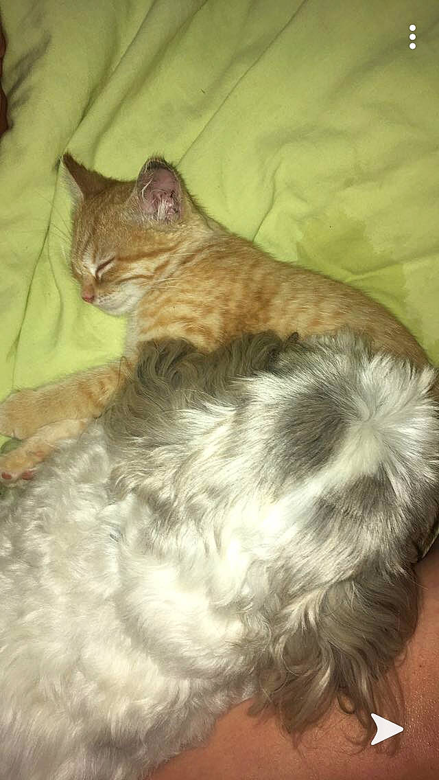 Floppy a rejoint le concours — aidez-le/la à gagner de superbes lots ! american_bobtail, asian, canidae, carnivore, cat, domestic_long_haired_cat, ear, european_shorthair, felidae, fur, kitten, maine_coon, mammal, norwegian_forest_cat, small_to_medium_sized_cats, tail, whiskers