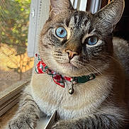 Ghost is registered to the contest to win money with this photo: animal, blue_eyes, bow, cat, close_up, collar, curious, domestic, face, feline, fur, indoor, paw, pet, plaid, portrait, relaxed, sunlight, whiskers, window