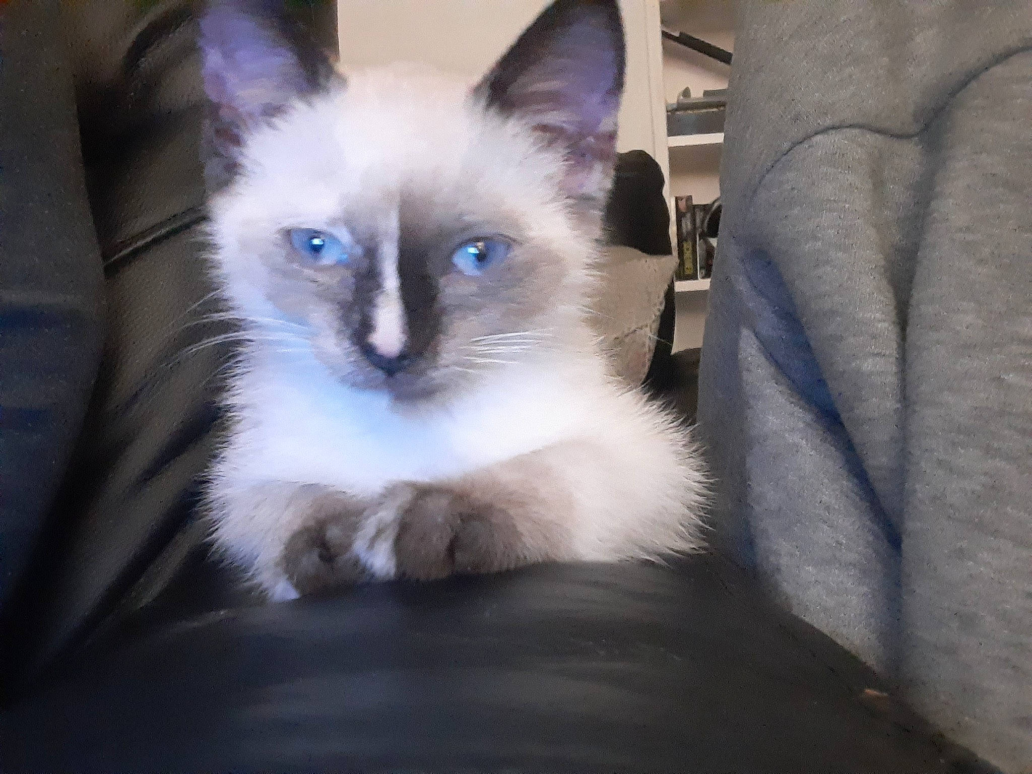 Jovi is registered to the contest to win money with this photo: balinese, birman, carnivore, cat, domestic_short_haired_cat, electric_blue, felidae, fur, paw, siamese, small_to_medium_sized_cats, tail, terrestrial_animal, thai, tonkinese, whiskers