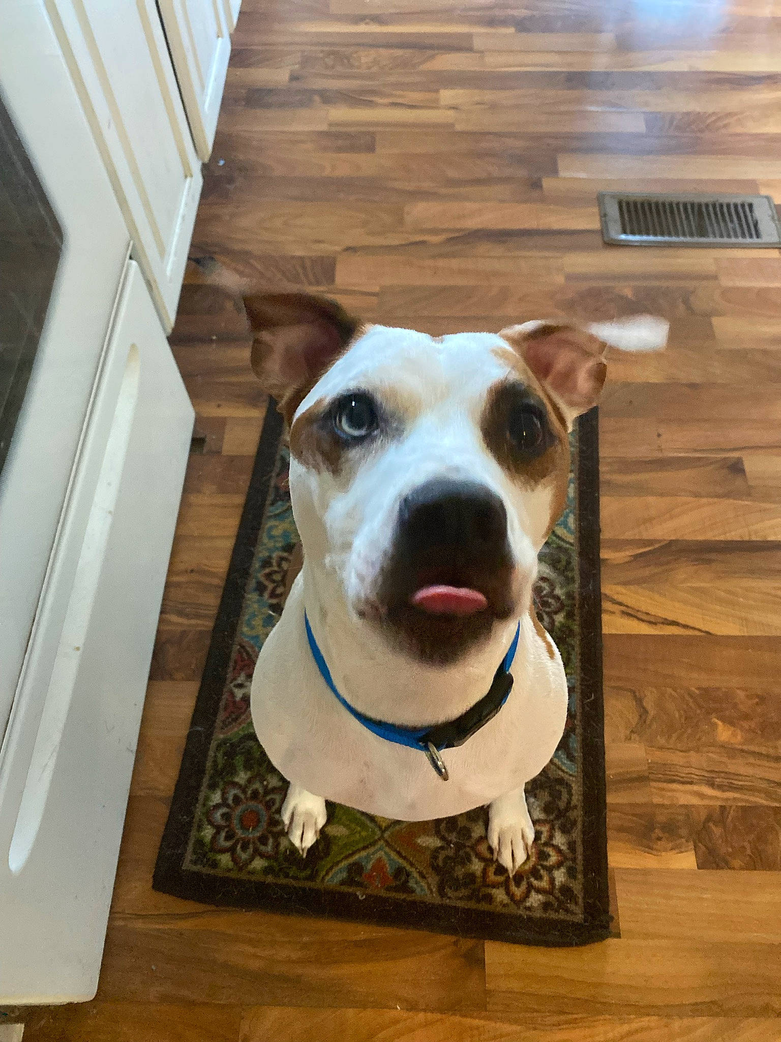 Elijah is registered to the contest to win money with this photo: canidae, carnivore, collar, companion_dog, dog, dog_breed, dog_collar, dog_supply, fawn, flooring, fur, hardwood, metal, pet_supply, rectangle, sporting_group, whiskers, wood, wood_stain, working_animal