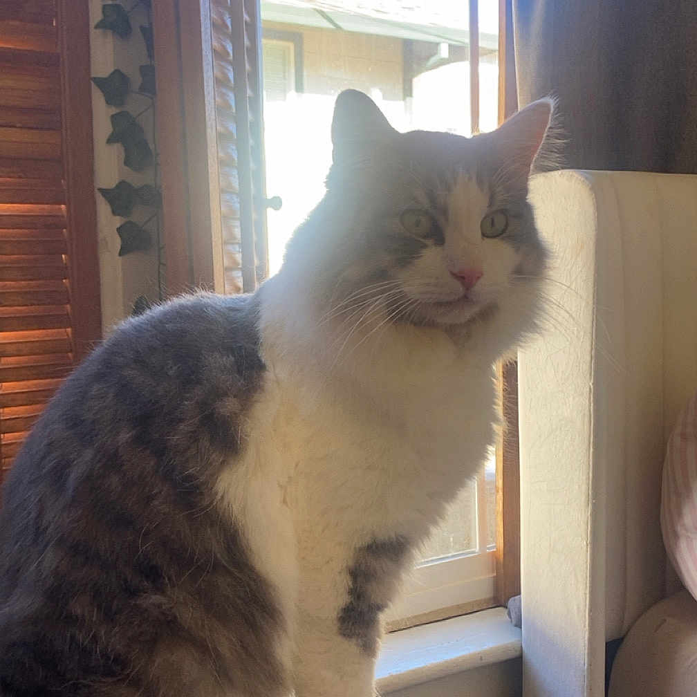 Comet is registered to the contest to win money with this photo: cat, indoor, window, wooden_surface, fluffy, fur, natural_light, shutter, cozy, cushion, pet, animal, domestic, sitting, house, feline, daylight, relaxing, curious, whiskers