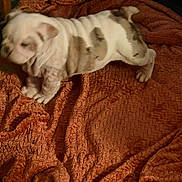 Mac is registered to the contest to win money with this photo: dog, bulldog, puppy, wrinkled_skin, short_legs, paws, blanket, orange_blanket, cozy, indoor, pet, fur, brown_white_coat, cute, chubby, resting, companion, portrait, mammal, home