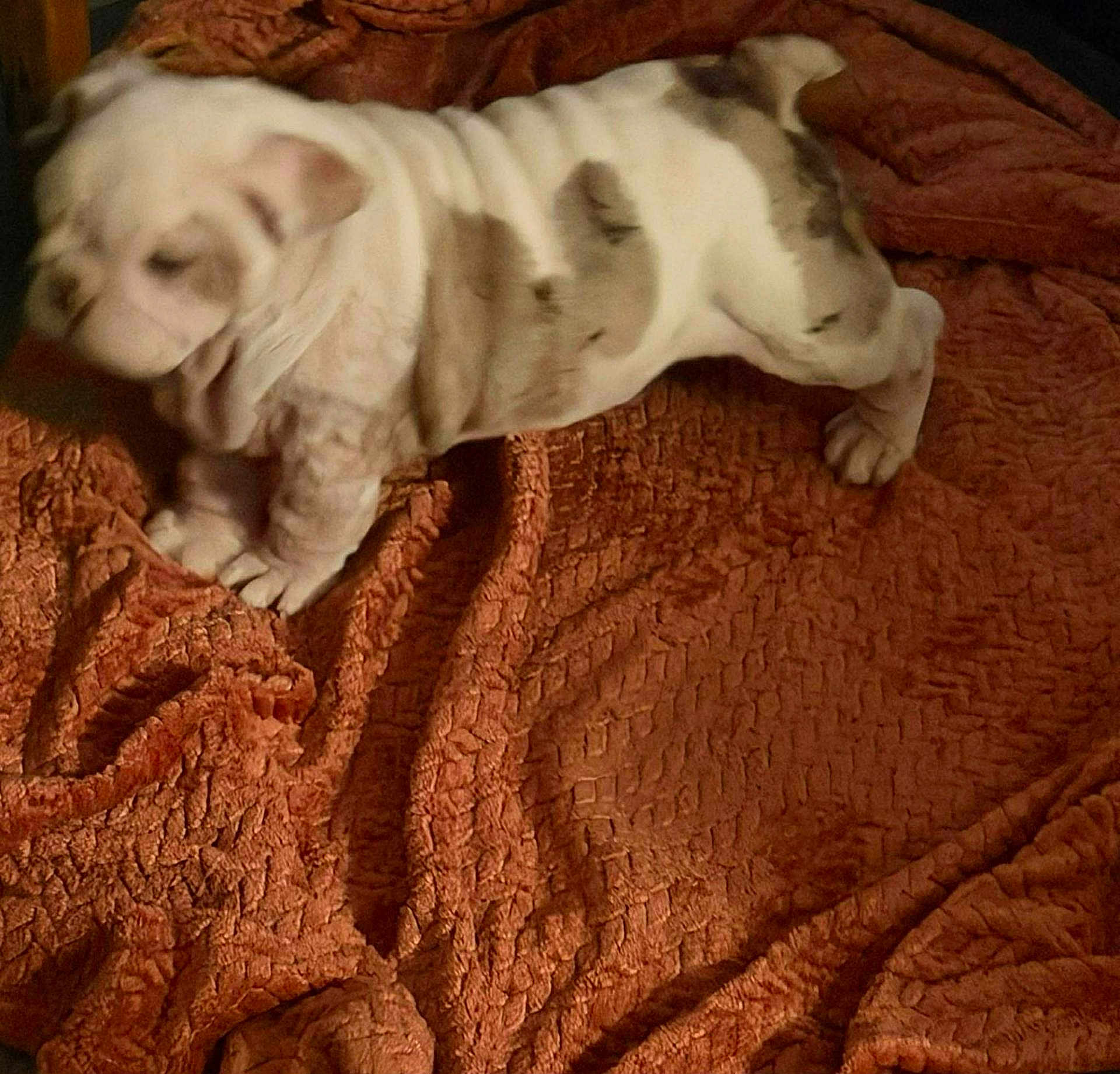 Mac is registered to the contest to win money with this photo: dog, bulldog, puppy, wrinkled_skin, short_legs, paws, blanket, orange_blanket, cozy, indoor, pet, fur, brown_white_coat, cute, chubby, resting, companion, portrait, mammal, home