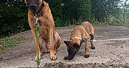 Aria participe au concours pour gagner de l'argent avec cette photo : dog, puppy, leash, outdoor, stone, nature, tree, greenery, canine, animal, pet, curious, sniffing, sitting, collar, young_dog, forest, daylight, alert, sidewalk