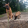 dog, puppy, leash, outdoor, stone, nature, tree, greenery, canine, animal, pet, curious, sniffing, sitting, collar, young_dog, forest, daylight, alert, sidewalk