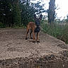 Aria participe au concours pour gagner de l'argent avec cette photo : dog, puppy, outdoor, nature, trees, greenery, concrete, platform, leash, alert, young, animal, canine, forest, plant, standing, brown, ears, snout, curious
