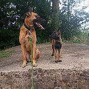 Aria participe au concours pour gagner de l'argent avec cette photo : dog, canine, leash, outdoor, nature, tree, rock, greenery, pet, animal, two_dogs, brown_coat, black_muzzle, collar, tongue_out, curious, sitting, standing, daylight, park