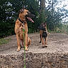 dog, canine, leash, outdoor, nature, tree, rock, greenery, pet, animal, two_dogs, brown_coat, black_muzzle, collar, tongue_out, curious, sitting, standing, daylight, park