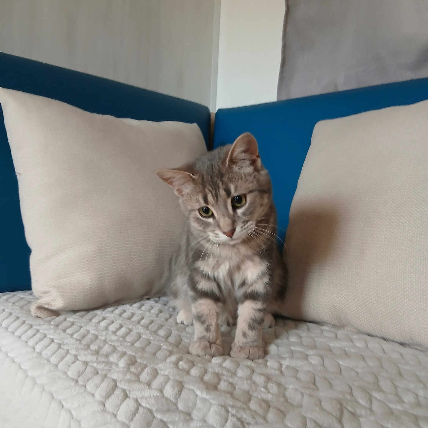 Simba participe au concours pour gagner de l'argent avec cette photo : animal, blanket, cat, couch, cozy, curious, cute, domestic_cat, fur, furniture, gray_tabby, head_tilt, indoor, kitten, pet, pillows, resting, small, whiskers, young