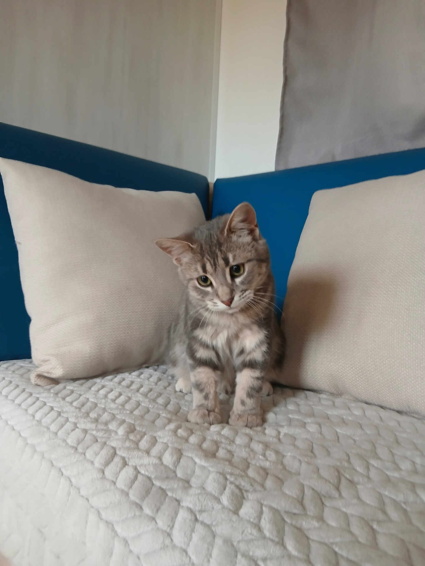 Simba participe au concours pour gagner de l'argent avec cette photo : kitten, cat, gray_tabby, pet, indoor, couch, pillows, blanket, furniture, cute, fur, animal, whiskers, small, young, domestic_cat, resting, curious, head_tilt, cozy