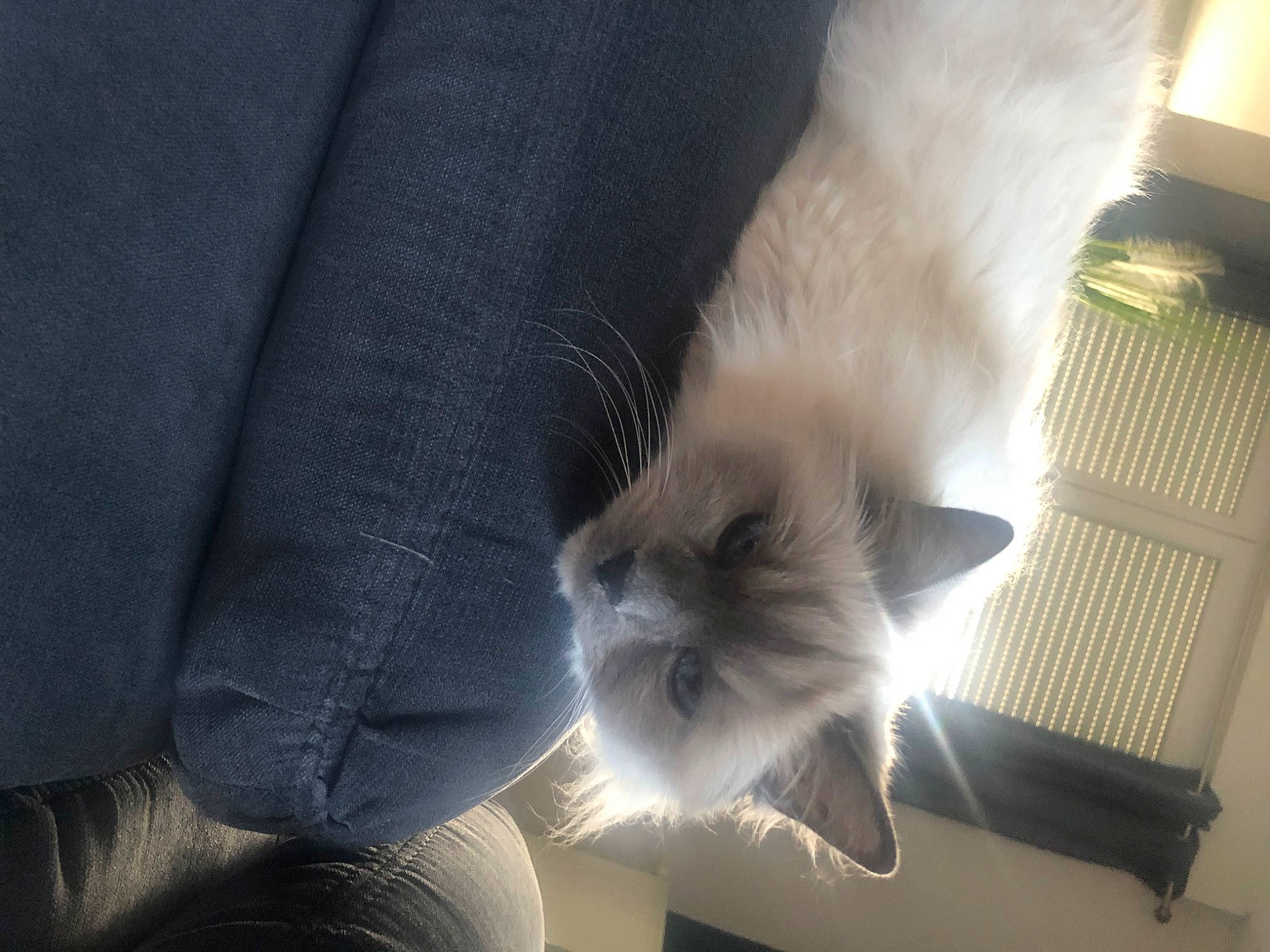 Diva a rejoint le concours — aidez-le/la à gagner de superbes lots ! carnivore, cat, claw, comfort, domestic_short_haired_cat, felidae, flooring, foot, fur, hardwood, human_leg, paw, small_to_medium_sized_cats, tail, whiskers, wood