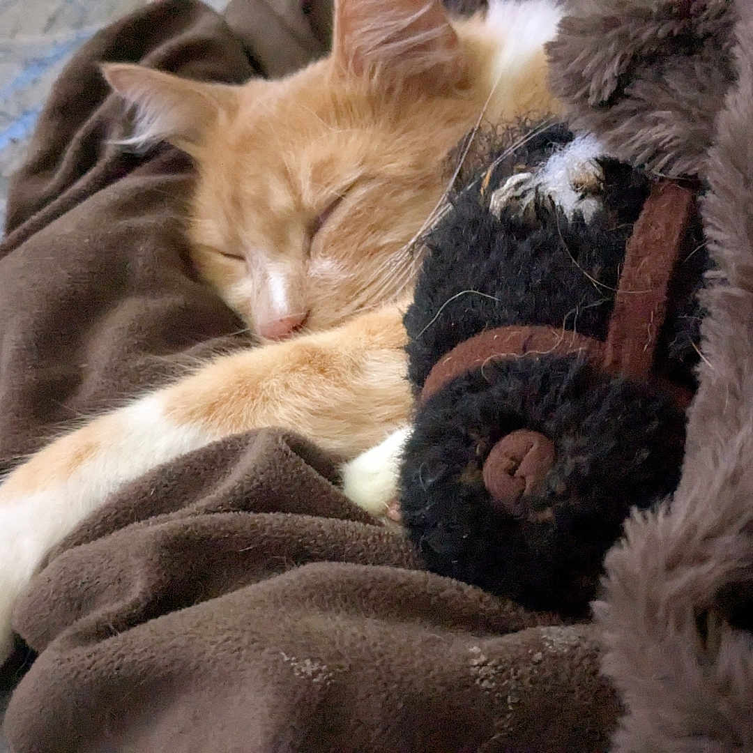 Jack joined the competition — help win amazing prizes! animal, blanket, cat, comfort, cozy, cute, domestic, fur, indoor, mammal, nap, orange_and_white, paw, pet, relaxation, resting, sleeping, snuggling, soft, stuffed_toy