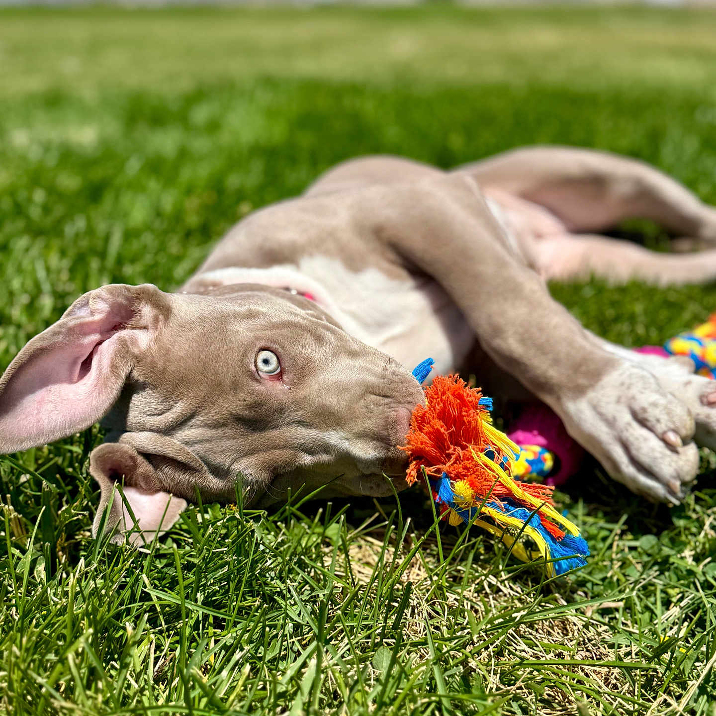 Millie is registered to the contest to win money with this photo: animal, blue_eyes, bright, chewing, close_up, dog, ears, field, grass, green, lying_down, nature, outdoor, pet, playful, puppy, rope_toy, summer, sunny, toy