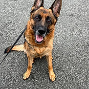 Talia a rejoint le concours — aidez-le/la à gagner de superbes lots ! dog, german_shepherd, canine, pet, animal, outdoor, sitting, leash, ears_up, happy, tongue_out, pavement, street, brown_fur, black_fur, alert, friendly, domestic_animal, companion, walk