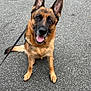dog, german_shepherd, canine, pet, animal, outdoor, sitting, leash, ears_up, happy, tongue_out, pavement, street, brown_fur, black_fur, alert, friendly, domestic_animal, companion, walk