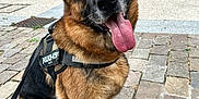 Talia a rejoint le concours — aidez-le/la à gagner de superbes lots ! german_shepherd, dog, canine, pet, animal, leash, harness, outdoor, pavement, cobblestone, brown_fur, black_fur, sitting, tongue_out, ears_up, alert, friendly, close_up, daylight, brick_wall