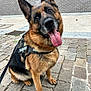 german_shepherd, dog, canine, pet, animal, leash, harness, outdoor, pavement, cobblestone, brown_fur, black_fur, sitting, tongue_out, ears_up, alert, friendly, close_up, daylight, brick_wall