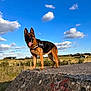 dog, german_shepherd, outdoor, sky, clouds, concrete, grass, field, sunlight, animal, canine, nature, rural, pet, standing, tongue_out, daytime, fence, landscape, happy
