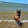 dog, water, ocean, waves, beach, wet, playful, jumping, happy, canine, outdoor, summer, sunny, animal, sea, blue_sky, splash, nature, fun, pet