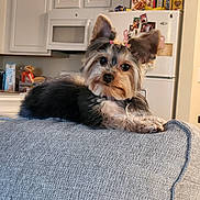 Paris Zahir joined the competition — help win amazing prizes! dog, yorkshire_terrier, pet, small_dog, couch, living_room, indoor, kitchen, refrigerator, cereal_boxes, hair_ties, curious, cute, furry, animal, domestic, relaxed, gray_couch, magnet, portrait