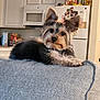 dog, yorkshire_terrier, pet, small_dog, couch, living_room, indoor, kitchen, refrigerator, cereal_boxes, hair_ties, curious, cute, furry, animal, domestic, relaxed, gray_couch, magnet, portrait