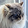 cat, fluffy, blue_eyes, window, close_up, portrait, feline, indoor, fur, whiskers, animal, pet, looking, side_view, soft_light, domestic_cat, mammal, cute, calm, face