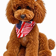 Minx is registered to the contest to win money with this photo: accessories, adorable, american_flag, animal, bandana, brown_fur, cute, dog, domestic_animal, fashion, fluffy, fur, groomed, pet, pet_fashion, poodle, portrait, sitting, studio_shot, white_background