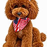 accessories, adorable, american_flag, animal, bandana, brown_fur, cute, dog, domestic_animal, fashion, fluffy, fur, groomed, pet, pet_fashion, poodle, portrait, sitting, studio_shot, white_background