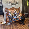 Olive Jean joined the competition — help win amazing prizes! dogs, bulldogs, chihuahua, pets, animals, portrait, bench, wooden_furniture, indoor, home, living_room, blanket, collar, harness, sitting, floor, hardwood_floor, wall_decor, framed_art, funny