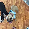 Olive Jean is registered to the contest to win money with this photo: dogs, french_bulldog, black_and_white_dog, puppies, pet, animals, blue_harness, standing, looking_at_camera, tongue_out, happy, wooden_floor, indoor, home, photobomb, close_up, top_down_view, flip_flop, human_foot, tile_floor