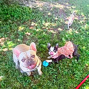 Olive Jean joined the competition — help win amazing prizes! dogs, french_bulldog, puppies, outdoors, grass, garden, pets, animals, canine, leash, collar, dog_clothing, leopard_print, blue_toy, red_leash, sitting, lying_down, standing, wrinkled_face, sunlight