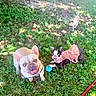 dogs, french_bulldog, puppies, outdoors, grass, garden, pets, animals, canine, leash, collar, dog_clothing, leopard_print, blue_toy, red_leash, sitting, lying_down, standing, wrinkled_face, sunlight