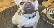 Olive Jean is registered to the contest to win money with this photo: dog, french_bulldog, pet, animal, sitting, portrait, indoor, wooden_floor, rubber_mat, collar, tags, ears, wrinkles, short_snout, cream_coat, black_mask, person, chair, home, photography