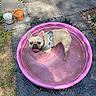 dog, french_bulldog, pet, animal, kiddie_pool, pink_pool, water, wet, tongue_out, happy, outdoor, backyard, garden, plants, flowerpots, rubber_mat, sunlight, harness, standing, summer