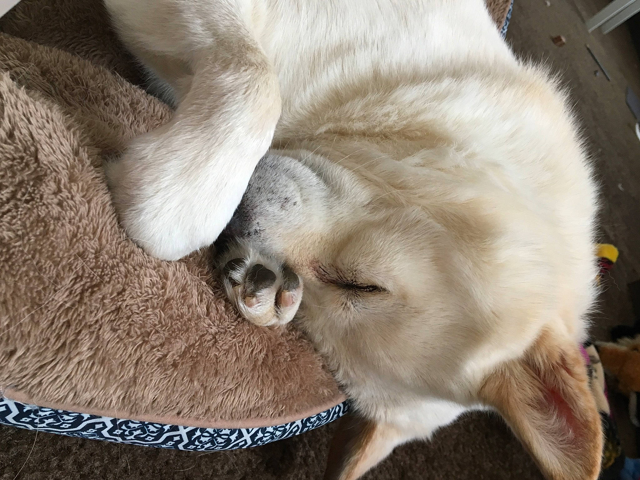 Shiro is registered to the contest to win money with this photo: canidae, carnivore, cat, cat_supply, claw, collar, comfort, companion_dog, dog_breed, felidae, fur, non_sporting_group, paw, pet_supply, small_to_medium_sized_cats, snout, tail, terrestrial_animal, whiskers, working_animal