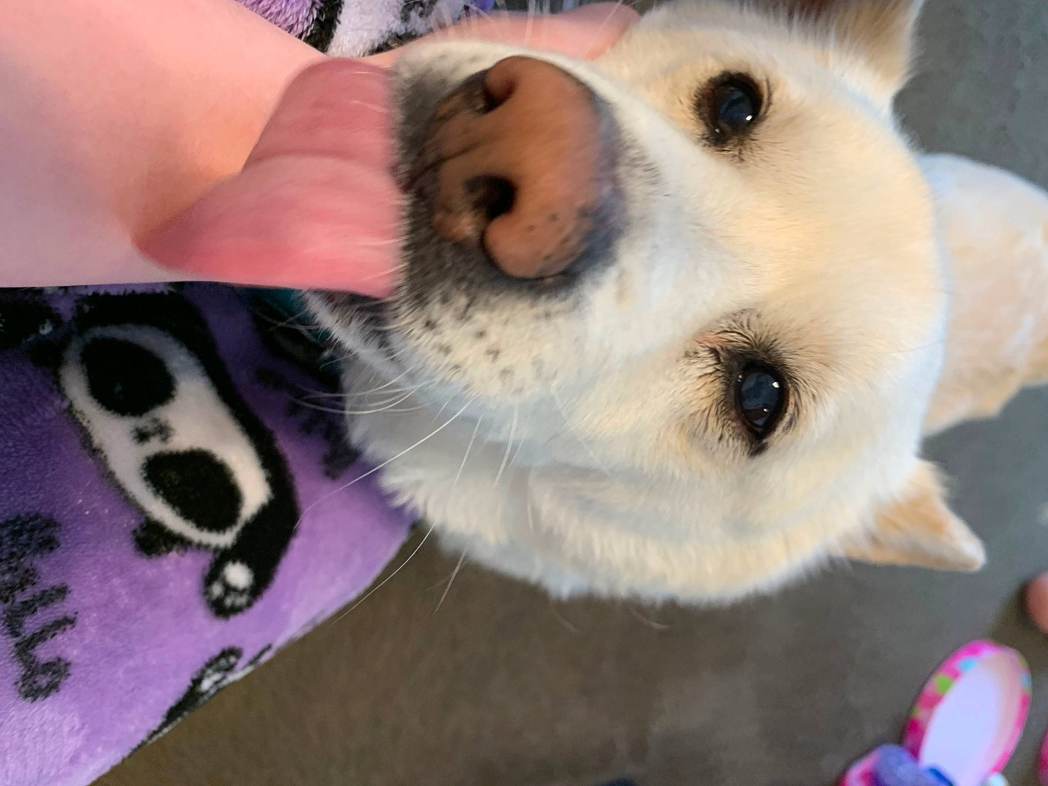 Shiro joined the competition — help win amazing prizes! ancient_dog_breeds, canidae, carnivore, collar, companion_dog, dog, dog_breed, dog_collar, dog_supply, fawn, fur, leash, nail, paw, selfie, spitz, sporting_group, welsh_corgi, whiskers, working_animal