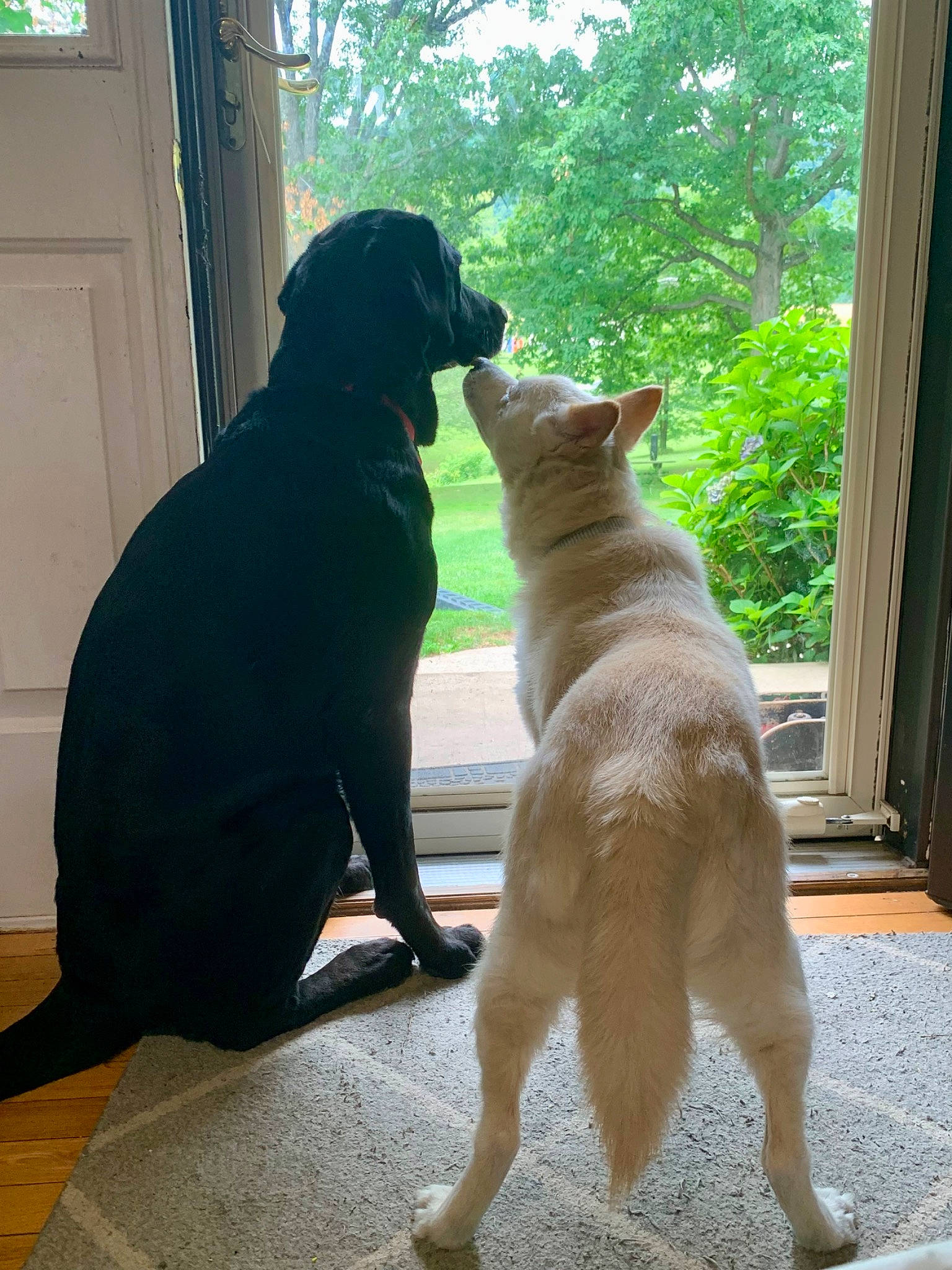 Shiro is registered to the contest to win money with this photo: brown, canidae, carnivore, collar, companion_dog, dog, dog_breed, door, fawn, flooring, gun_dog, home_door, plant, snout, sporting_group, tail, tints_and_shades, tree, window, working_animal