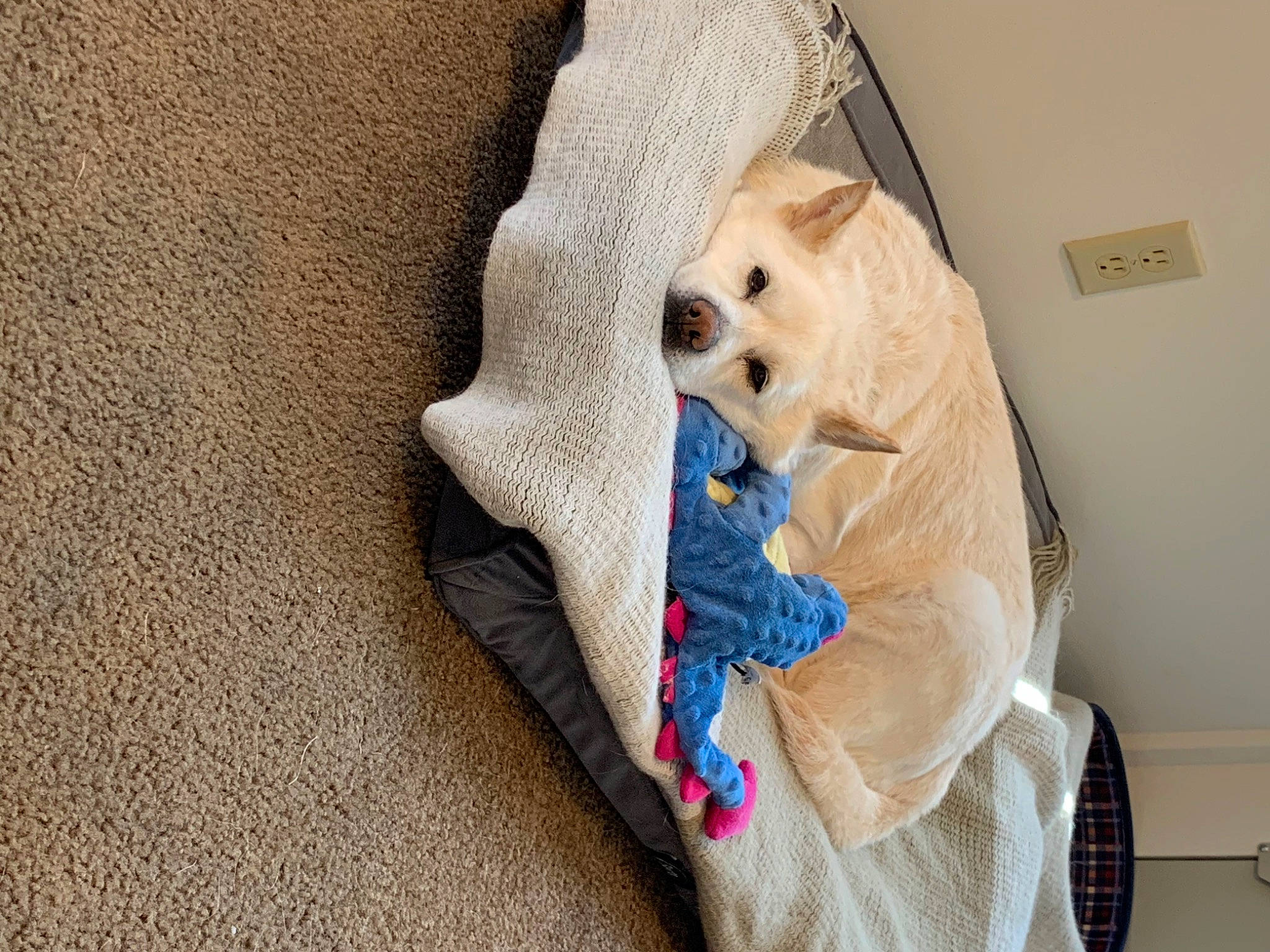 Shiro is registered to the contest to win money with this photo: bag, canidae, carnivore, chair, comfort, companion_dog, couch, dog, dog_breed, dog_supply, fawn, flooring, linens, snout, sporting_group, stuffed_toy, textile, throw_pillow, wood, working_animal