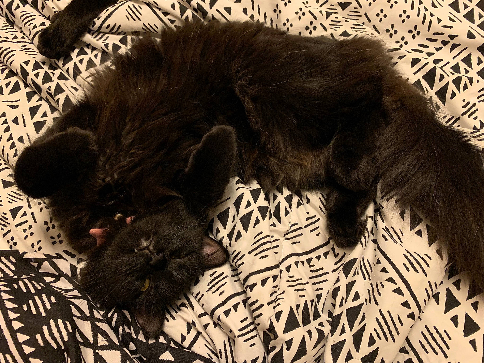 Boo is registered to the contest to win money with this photo: black_cat, bombay, canidae, carnivore, cat, claw, comfort, dog_breed, felidae, fur, monochrome_photography, nap, paw, small_to_medium_sized_cats, snout, sporting_group, tail, terrestrial_animal, tints_and_shades, whiskers