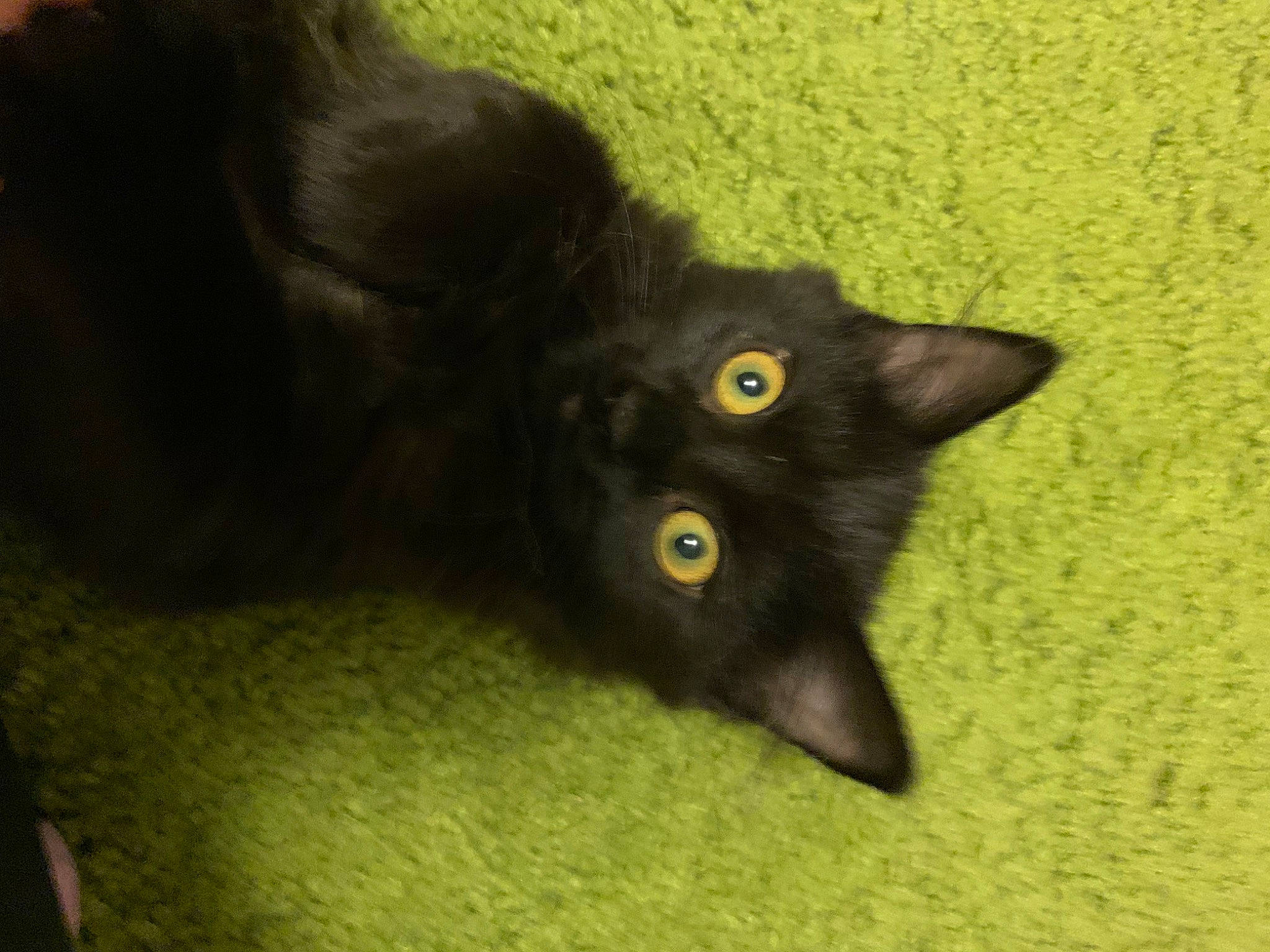 Boo joined the competition — help win amazing prizes! black_cat, bombay, carnivore, cat, claw, domestic_short_haired_cat, felidae, fur, havana_brown, plant, small_to_medium_sized_cats, snout, tail, whiskers