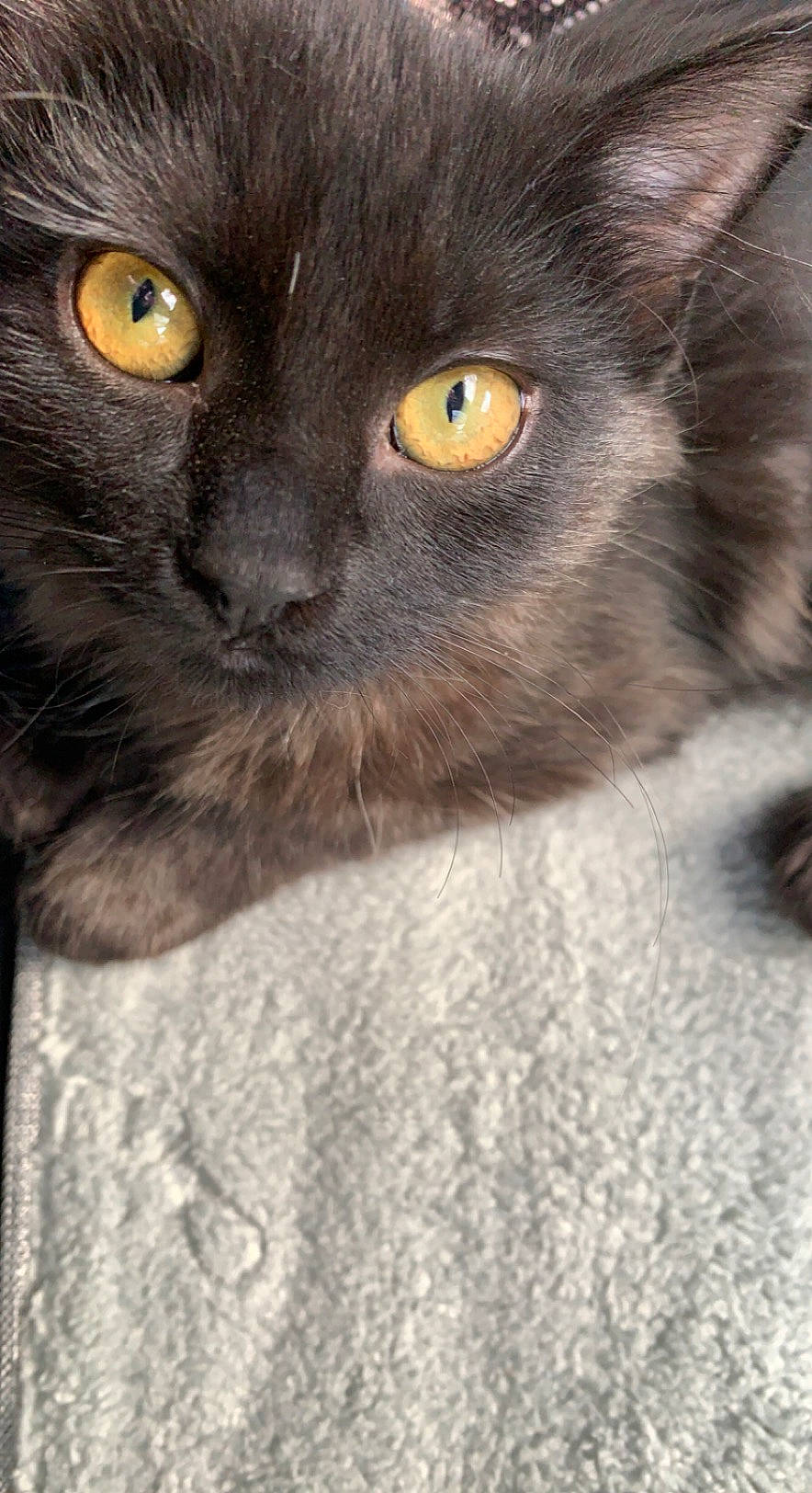 Boo joined the competition — help win amazing prizes! black_cat, carnivore, cat, domestic_short_haired_cat, eye, felidae, fur, grey, small_to_medium_sized_cats, terrestrial_animal, whiskers, wildlife