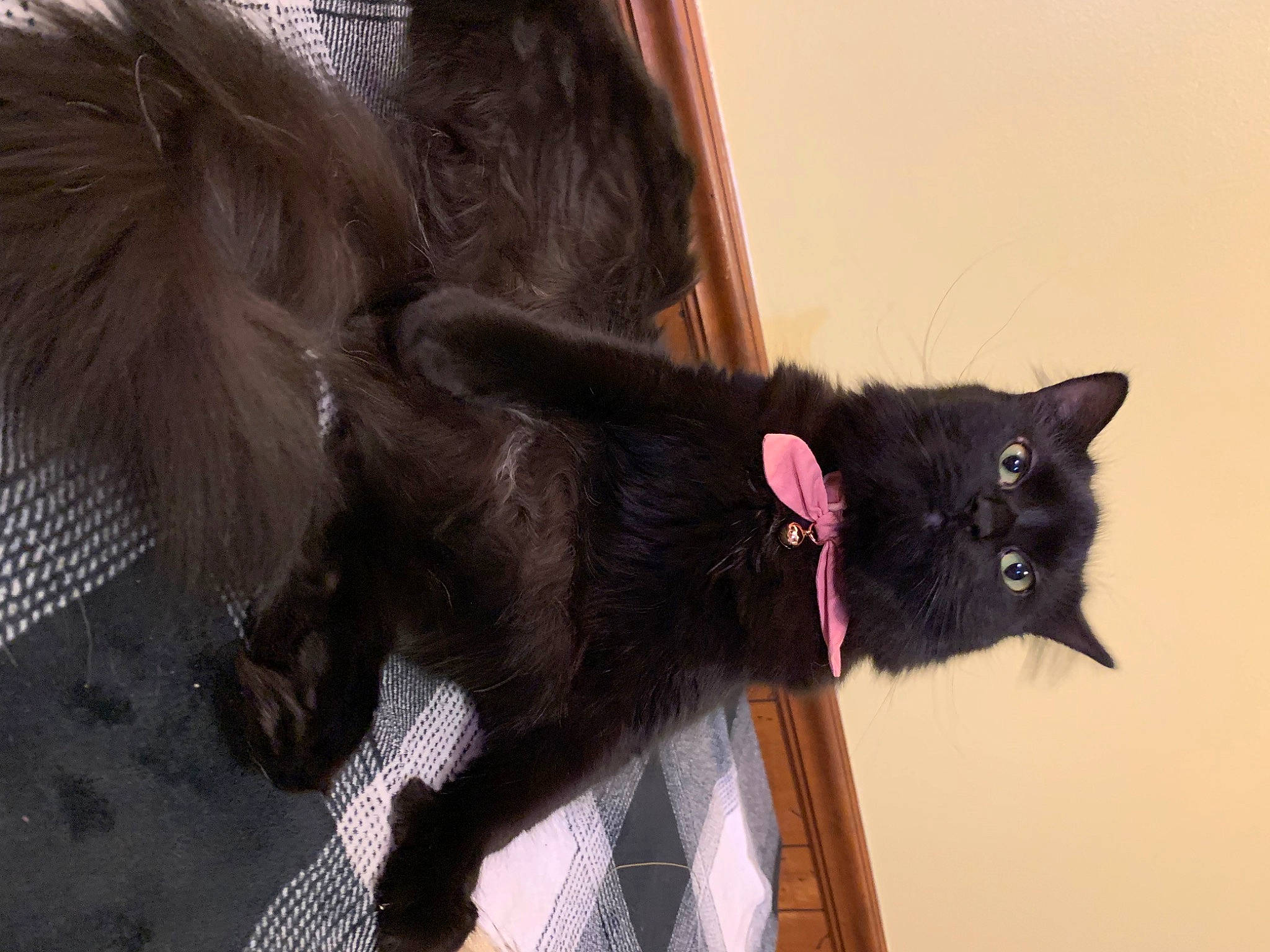 Boo is registered to the contest to win money with this photo: black_cat, bombay, carnivore, cat, claw, collar, dog_breed, domestic_short_haired_cat, felidae, flooring, fur, liver, paw, small_to_medium_sized_cats, snout, tail, terrestrial_animal, whiskers, working_animal