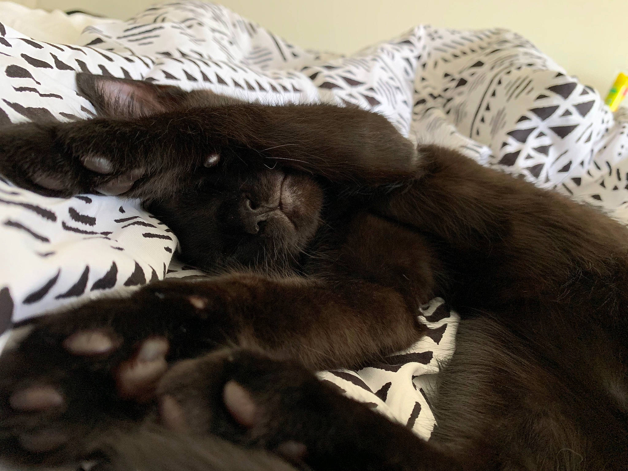 Echo is registered to the contest to win money with this photo: black_cat, carnivore, cat, claw, comfort, companion_dog, dog_breed, domestic_short_haired_cat, felidae, fur, grey, linens, liver, paw, small_to_medium_sized_cats, tail, terrestrial_animal, textile, whiskers, working_animal