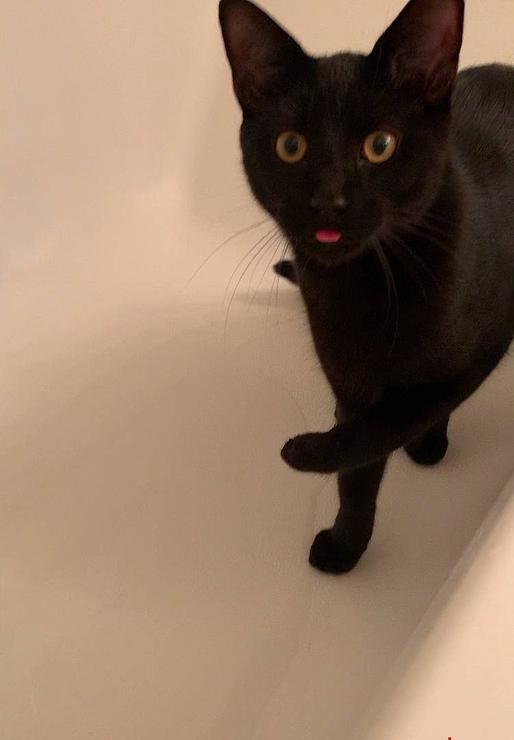 Echo is registered to the contest to win money with this photo: balance, black_cat, bombay, carnivore, cat, domestic_short_haired_cat, felidae, havana_brown, small_to_medium_sized_cats, tail, whiskers