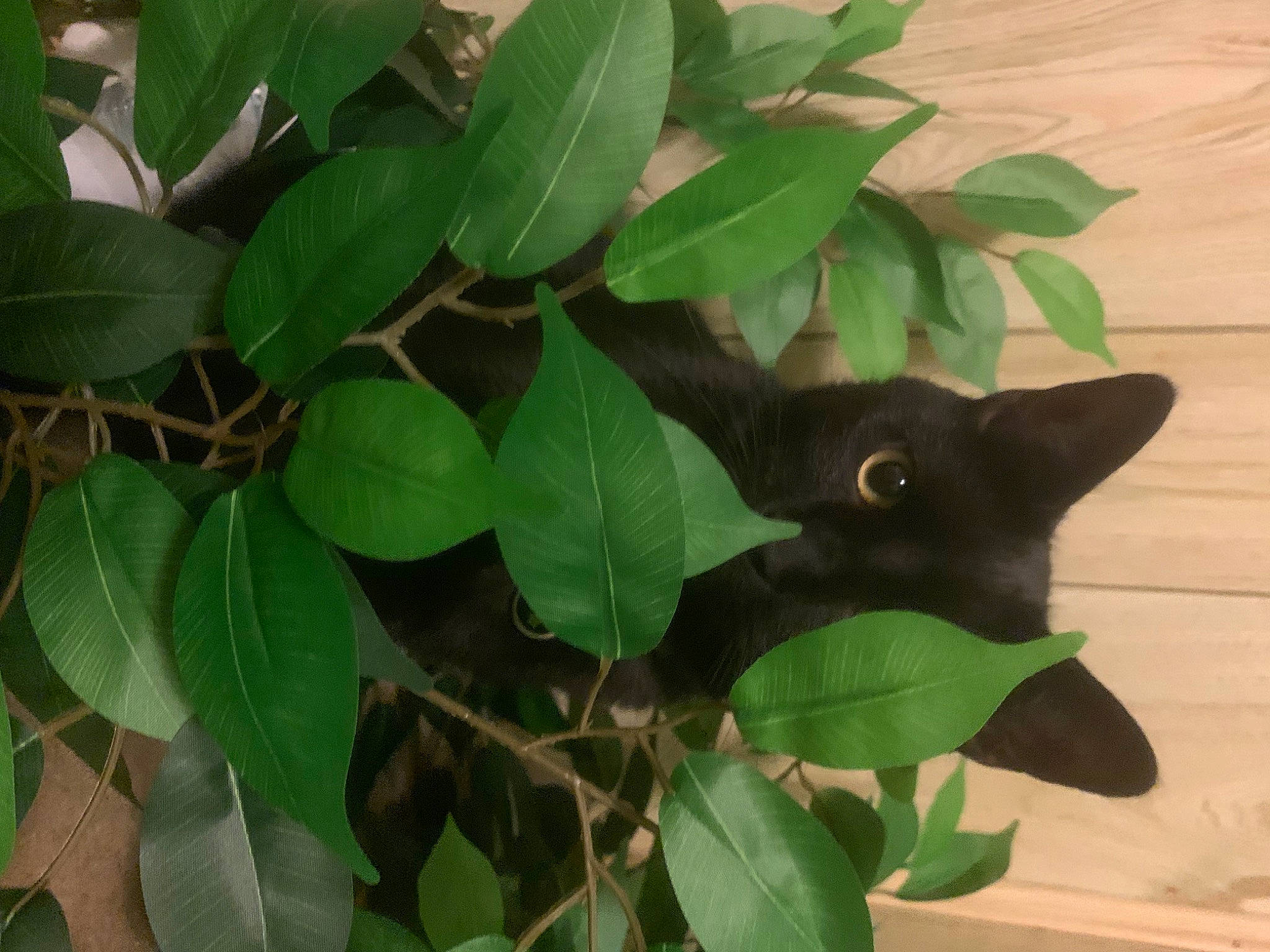 Echo is registered to the contest to win money with this photo: bombay, carnivore, cat, felidae, flowering_plant, houseplant, leaf, plant, plant_stem, small_to_medium_sized_cats, tail, terrestrial_plant, tree, twig, whiskers