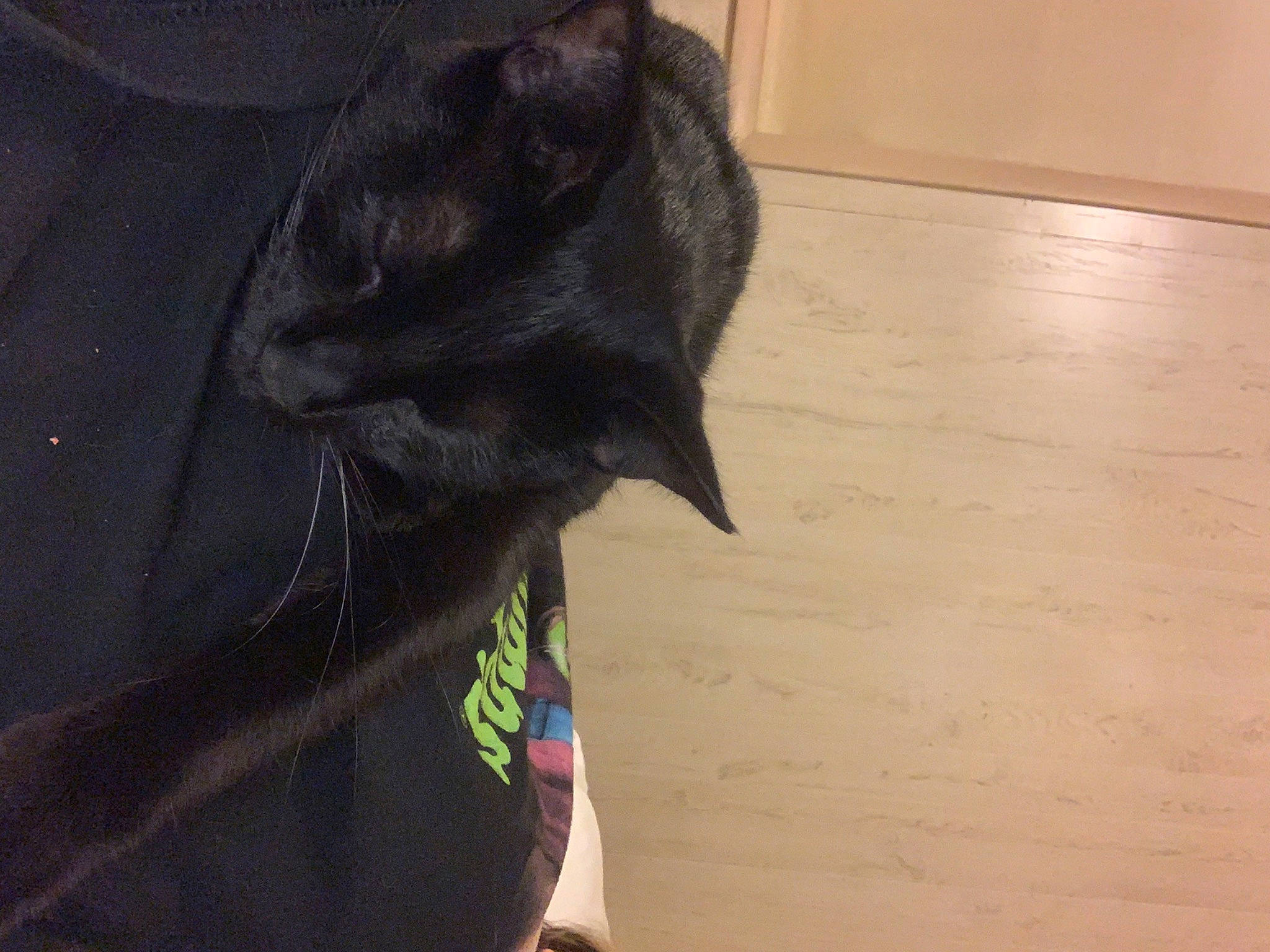 Echo is registered to the contest to win money with this photo: black_cat, carnivore, cat, collar, dog_breed, domestic_short_haired_cat, felidae, flooring, fur, hardwood, pet_supply, small_to_medium_sized_cats, snout, sporting_group, tail, terrestrial_animal, whiskers, wood, wood_stain, working_animal