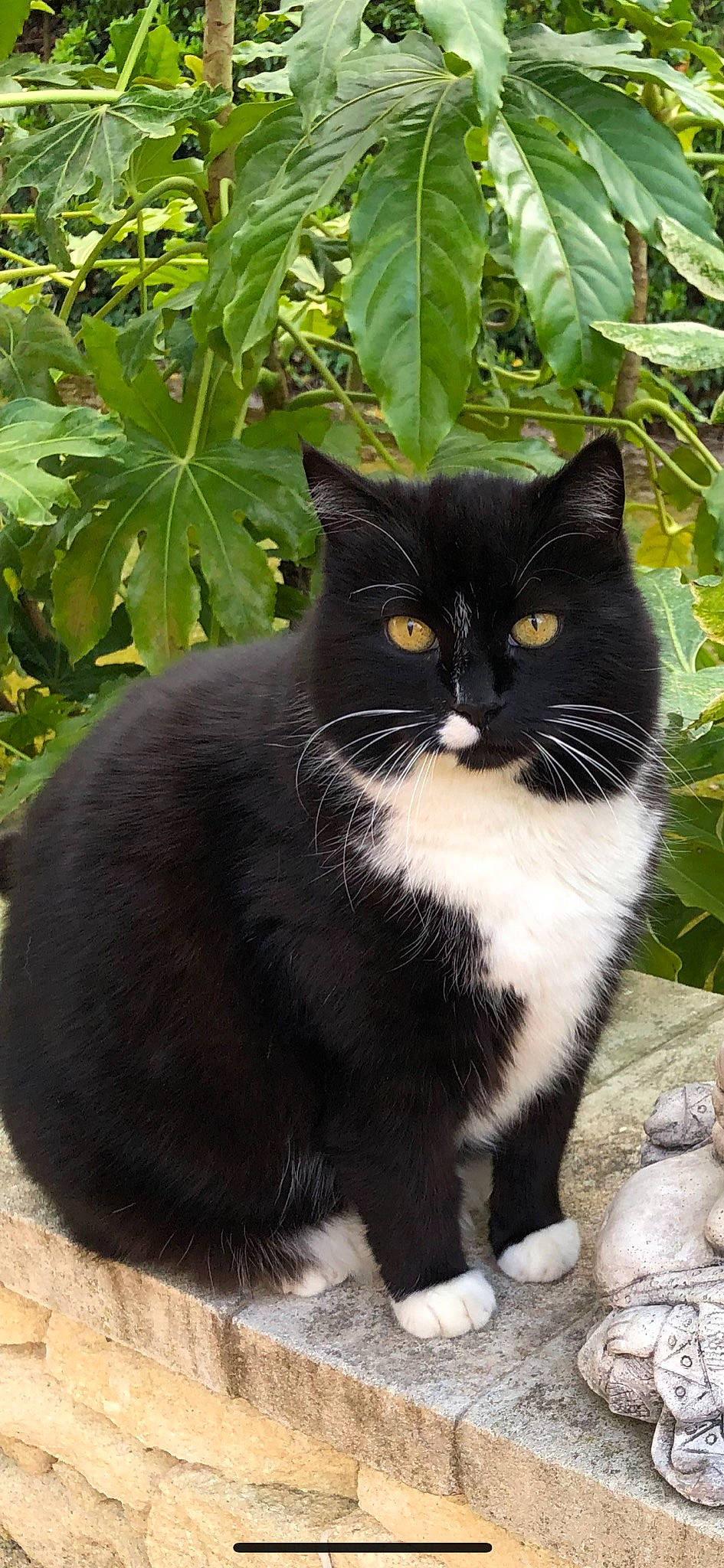 Doudou participe au concours pour gagner de l'argent avec cette photo : black_cat, carnivore, cat, domestic_short_haired_cat, felidae, fur, grass, groundcover, plant, sitting, small_to_medium_sized_cats, snout, tail, terrestrial_animal, tree, whiskers