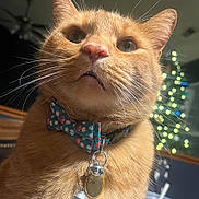 Chandler joined the competition — help win amazing prizes! cat, orange_cat, close_up, portrait, whiskers, green_eyes, pink_nose, furry, bow_tie, collar, name_tag, bell, indoor, pet, animal, looking_at_camera, dramatic_lighting, bokeh, festive, adorable